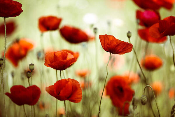 Poppy Poster featuring the photograph Summer Poppy #8 by Nailia Schwarz