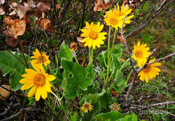 Nightvisions Poster featuring the photograph 835A Arrowleaf Balsamroot by NightVisions