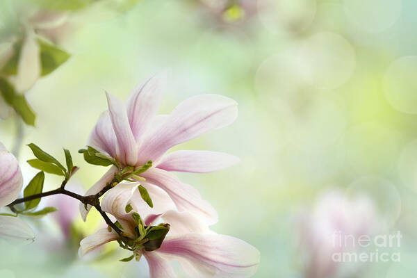 Magnolia Poster featuring the photograph Magnolia Flowers #9 by Nailia Schwarz