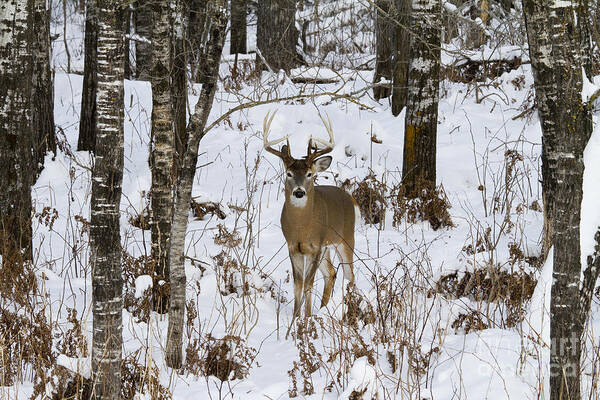 Nature Poster featuring the photograph White-tailed Deer In Winter #9 by Linda Freshwaters Arndt