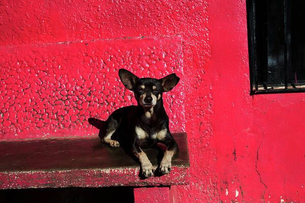 Animal Poster featuring the photograph A Chihuahua Rests On A Brightly Colored by Ryan Heffernan