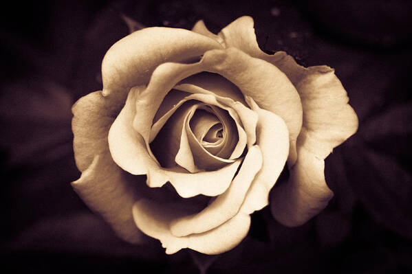 2014 Poster featuring the photograph A Chocolate Raspberry Rose by Wade Brooks