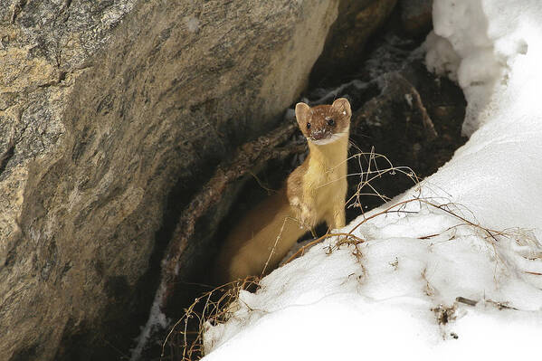 Long Tailed Weasel Poster featuring the photograph A Curious Glance by Gary Hall