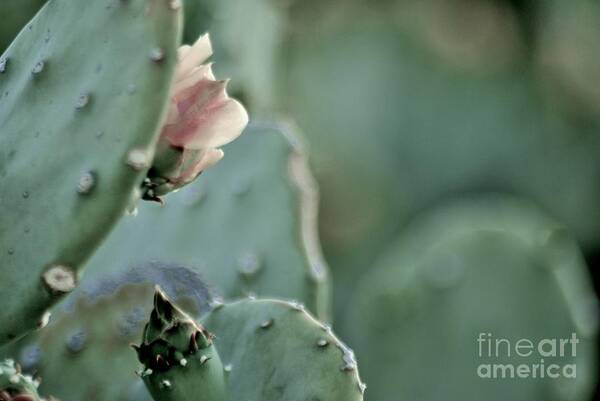 Opuntia Poster featuring the photograph A DeserT ShaDE oF PaLE by Angela J Wright