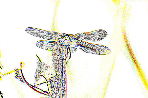 Dragonflies Poster featuring the photograph A Dragonfly In My Dreams by Jeff Swan