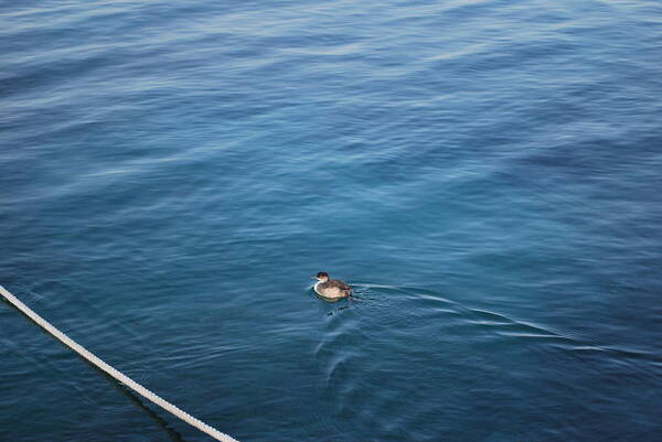 Duck Poster featuring the photograph A Duck by George Katechis