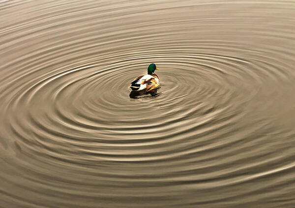 Duck Poster featuring the photograph A Duck Making Waves by Gary Slawsky