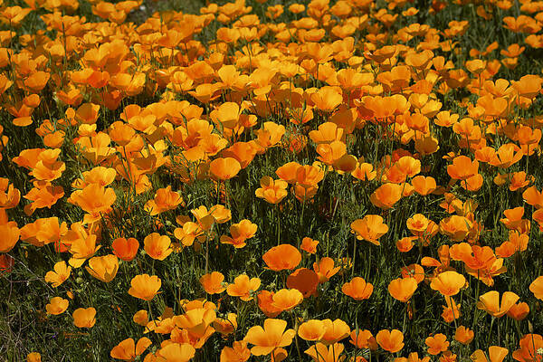 Poppies Poster featuring the photograph A Field Of Poppies by Phyllis Denton