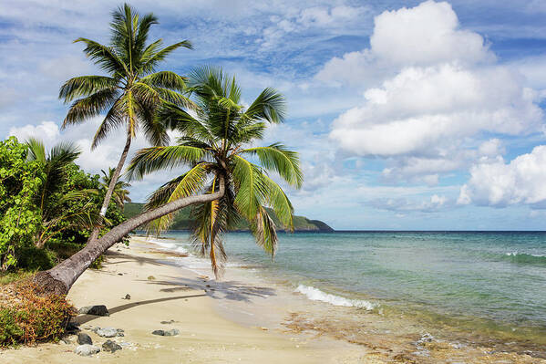 Horizon Poster featuring the photograph A Gorgeous Palm Tree Stretches by Jenna Szerlag