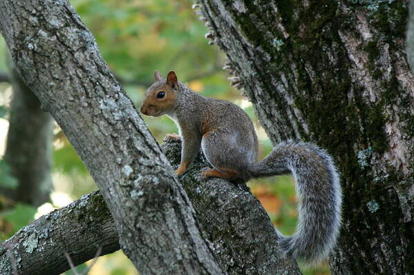 Squirrel Poster featuring the photograph A Gray Squirrel Pose by Neal Eslinger