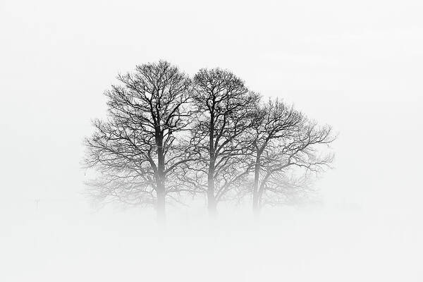 Trees Poster featuring the photograph A Hazy Shade Of Winter by Oliver Buchmann