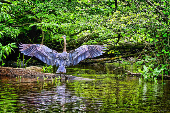 Birds Poster featuring the photograph A Heron Touches Down by Eleanor Abramson