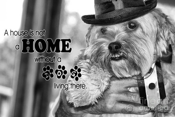 Dog Poster featuring the digital art A House Is Not A Home Without A Dog Living There by Kathy Tarochione