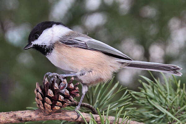 Chickadee Poster featuring the photograph A Leg Up by Theo