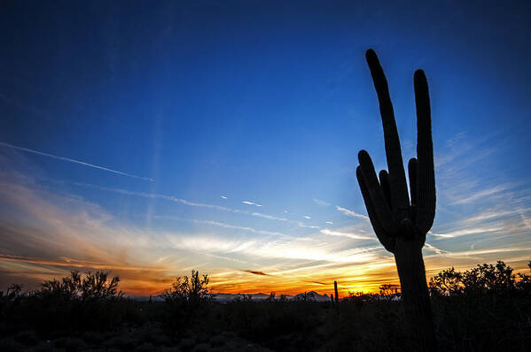 Saguaro Cactus At Sunset Poster featuring the photograph A Little to the Left by Anthony Citro