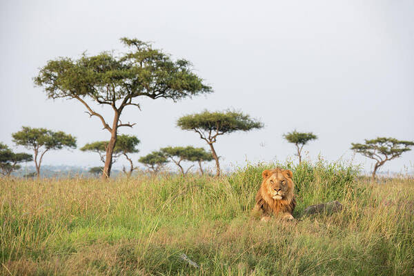Kenya Poster featuring the photograph A Lonely Male Lion In The Masai Mara by Seppfriedhuber