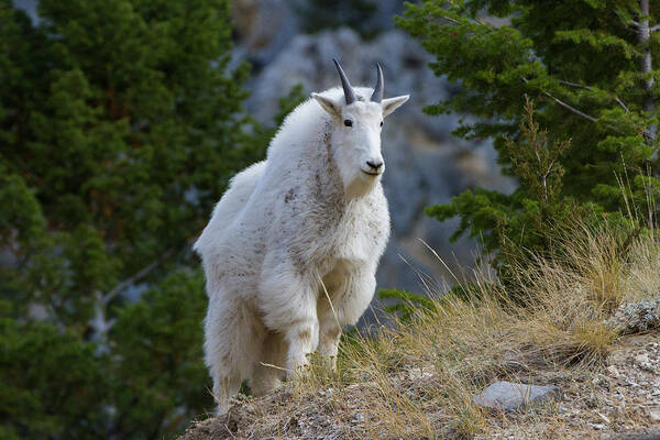 Big Belt Mountains Poster featuring the photograph A Mountain Goat Stands On A Grassy by Robin Carleton