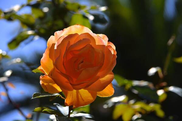 A Orange Rose Poster featuring the photograph Orange Rose by Alex King