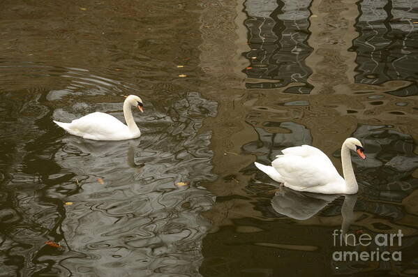 Swans Poster featuring the photograph A pair of swans Bruges Belgium by Imran Ahmed