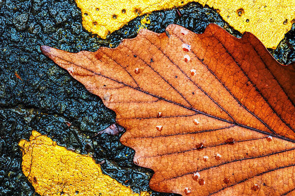 Cheesequake Poster featuring the photograph A Parking Space For Autumn Leaf by Gary Slawsky
