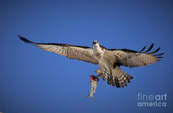 Osprey Poster featuring the photograph A Predator's Catch by Quinn Sedam