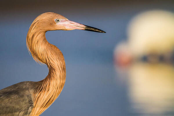 America Poster featuring the photograph A reddish Egret Profile by Andres Leon