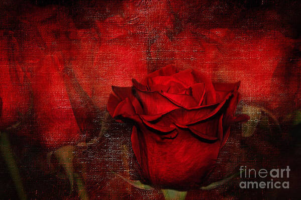 Photography Poster featuring the photograph A Rose for You by Kaye Menner