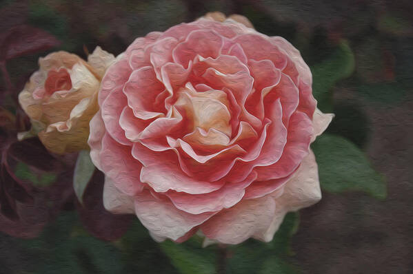Rose Poster featuring the photograph A Filoli Rose for You by Patricia Dennis