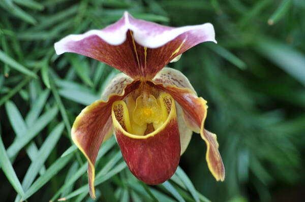Lady Slipper Orchid Poster featuring the photograph A slipper beauty by Sue Morris