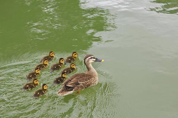 Duckling Poster featuring the photograph A Spot-billed Duck Family. Lets Survive by Ohmori