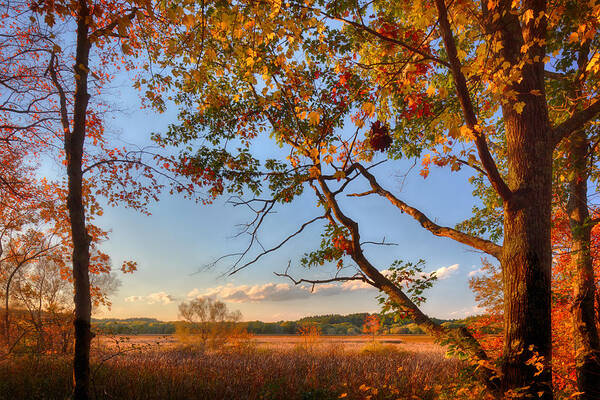 Owed To Nature Poster featuring the photograph A Trees View of Autumn on the Marsh by Sylvia J Zarco