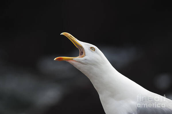 Adult Poster featuring the photograph A Very Vocal Gull by Anne Gilbert