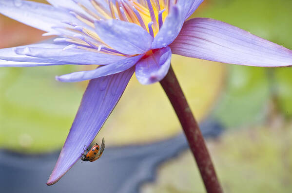 Ladybug Poster featuring the photograph A Visiting Lady by Priya Ghose