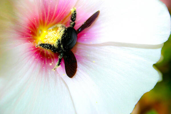 Bee Poster featuring the photograph A visitor on the mallow by Emanuel Tanjala