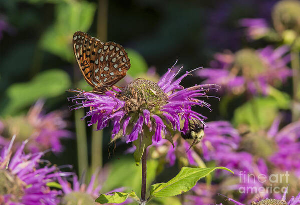 Macro Poster featuring the photograph A Wild Garden Party by Dan Hefle