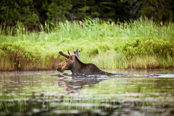 Animals In The Wild Poster featuring the photograph A Young Male Moose Swims To The Lake by Jake Wyman