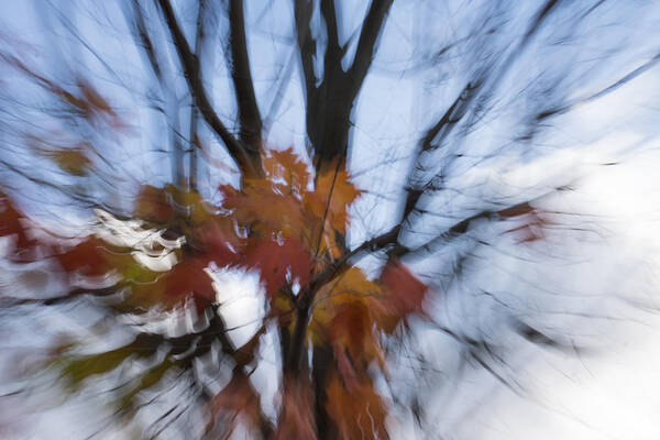 Abstract Poster featuring the photograph Abstract Impressions of Fall - Maple Leaves and Bare Branches by Georgia Mizuleva