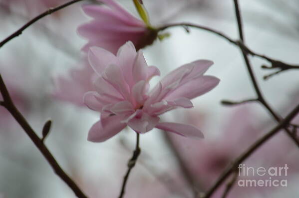 Abstract Star Magnolias Poster featuring the photograph Abstract Star Magnolias by Maria Urso