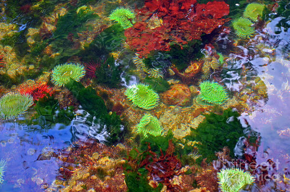 Tidal Pool Poster featuring the photograph Abstract tidal pool by Frank Larkin