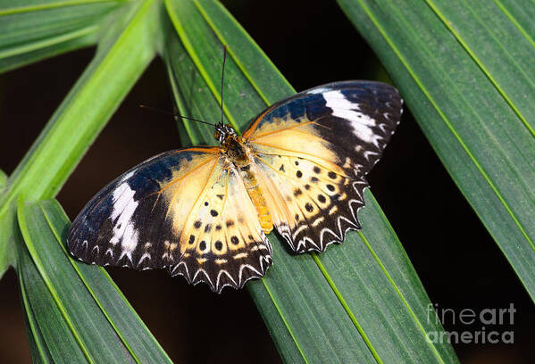 Leopard Lacewing Poster featuring the photograph Butterfly on Leaves by Tamara Becker