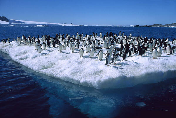 Feb0514 Poster featuring the photograph Adelie Penguins On Icefloe Antarctica by Colin Monteath