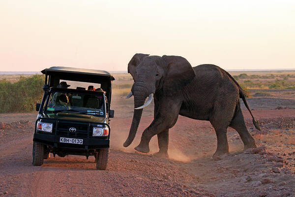 Africa Poster featuring the photograph Africa, Kenya, Amboseli by Kymri Wilt