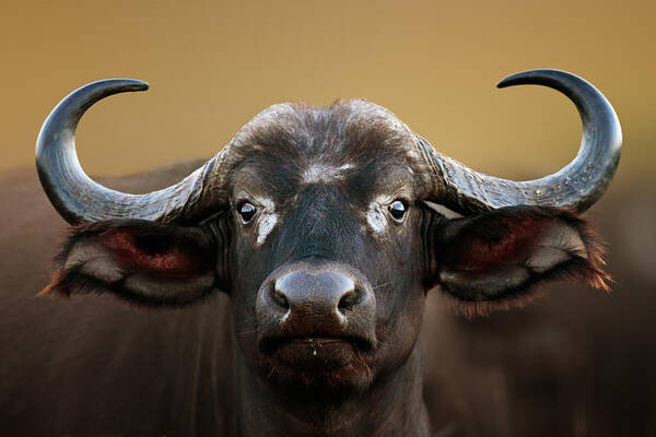 Buffalo Poster featuring the photograph African buffalo Cow Portrait by Johan Swanepoel
