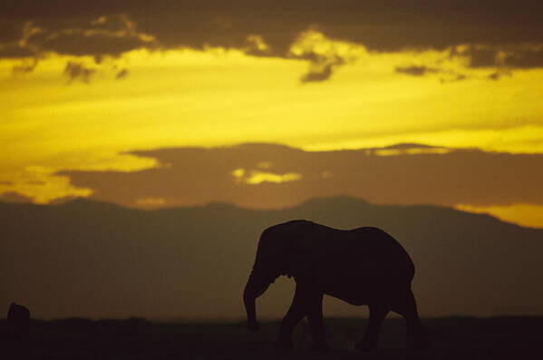 Feb0514 Poster featuring the photograph African Elephant At Sunset Amboseli by Gerry Ellis