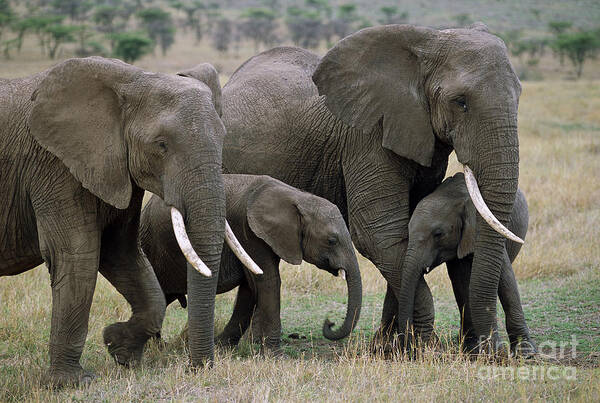 00344769 Poster featuring the photograph African Elephant Females And Calves by Yva Momatiuk and John Eastcott
