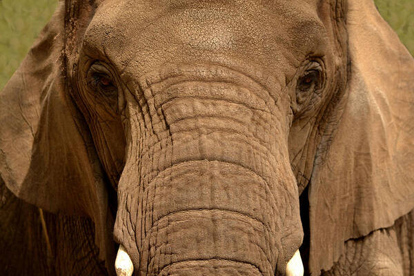 Elephant Poster featuring the photograph African Elephant by Nadalyn Larsen