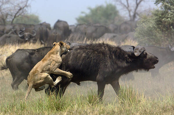 Feb0514 Poster featuring the photograph African Lion Attacking Cape Buffalo by Pete Oxford