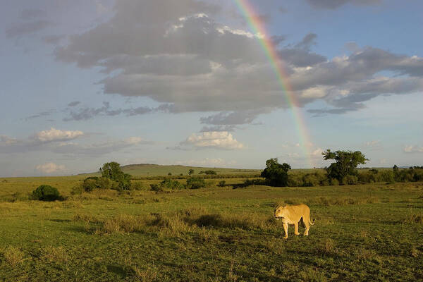 00761273 Poster featuring the photograph African Lion Female with Rainbow by Suzi Eszterhas