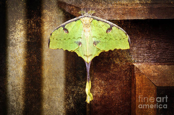 Butterfly Poster featuring the photograph African Moon Moth 2 by Andee Design