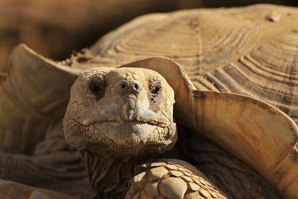 Africa Poster featuring the photograph African Tortoise by Dave Hall